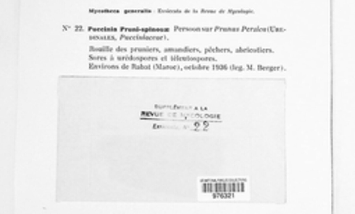 Tranzschelia pruni-spinosae image